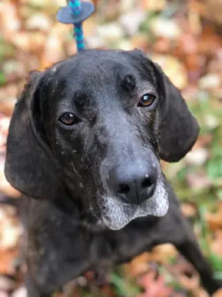 Duke