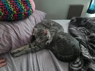 Stockholm & Nova