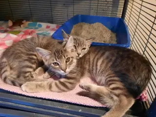 Stockholm & Nova