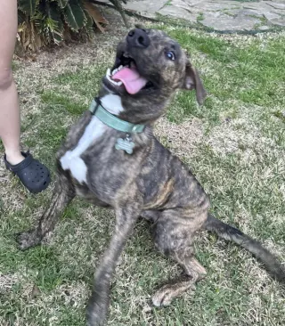 Jekyll