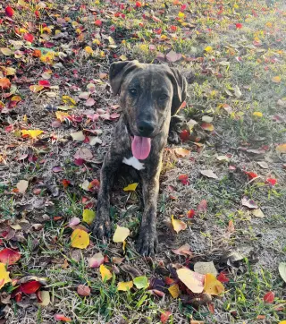Jekyll