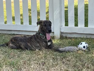 Jekyll
