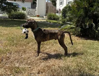Jekyll