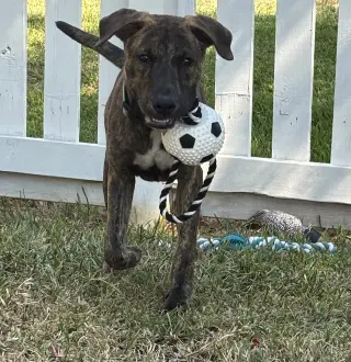 Jekyll