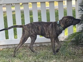Jekyll