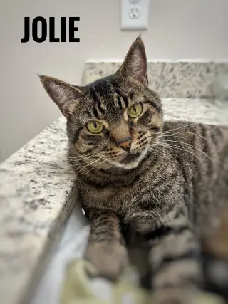 Jolie