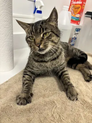 Jolie