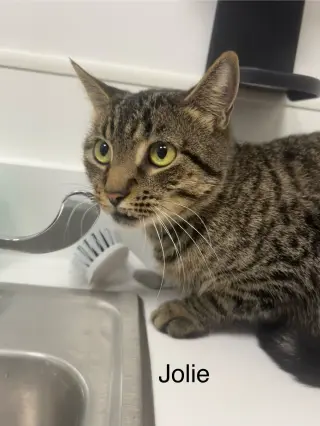 Jolie