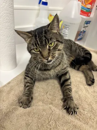 Jolie