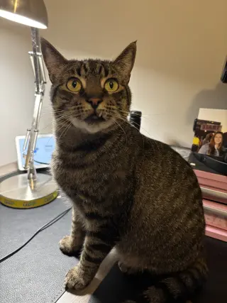 Jolie