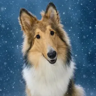 Myles