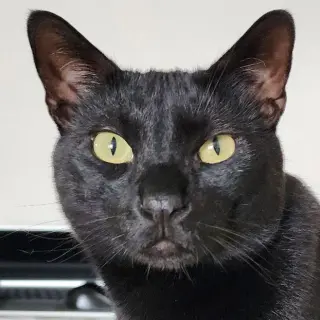 Eddie