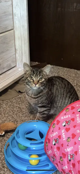 Gizmo