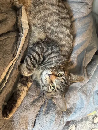 Gizmo