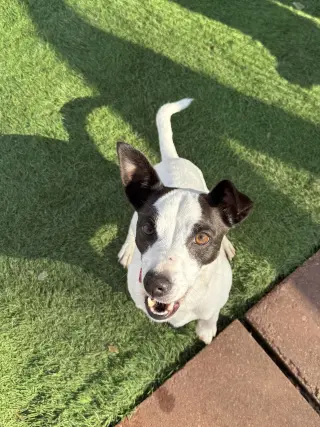 Bandit