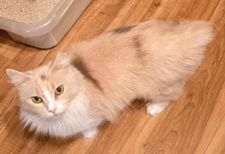 Rotisserie