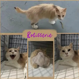 Rotisserie