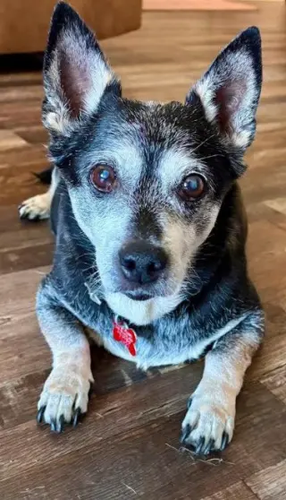 Willow (Chihuahua)