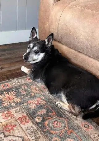 Willow (Chihuahua)