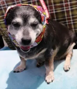 Willow (Chihuahua)