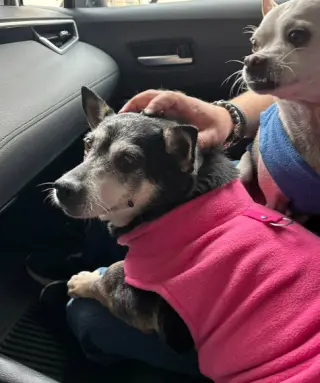 Willow (Chihuahua)