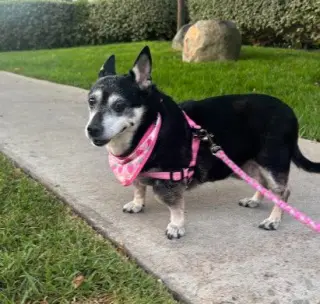 Willow (Chihuahua)