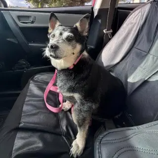 Willow (Chihuahua)