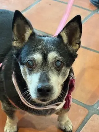 Willow (Chihuahua)