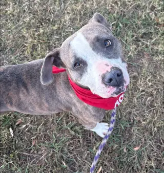 Pretty Princess FOSTER NEEDED TOO!