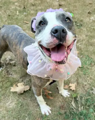 Pretty Princess FOSTER NEEDED TOO!
