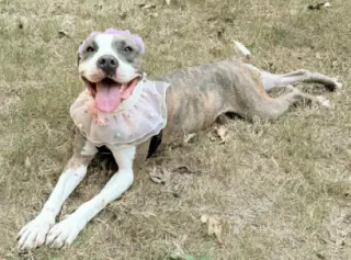 Pretty Princess FOSTER NEEDED TOO!