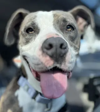 Pretty Princess FOSTER NEEDED TOO!