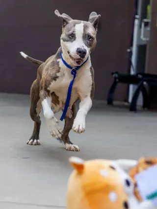 Pretty Princess FOSTER NEEDED TOO!
