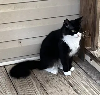 Blackie