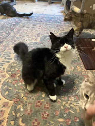 Blackie