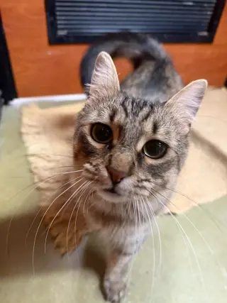 Carmen