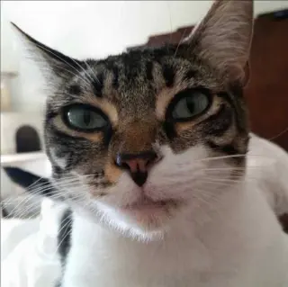 Audrey
