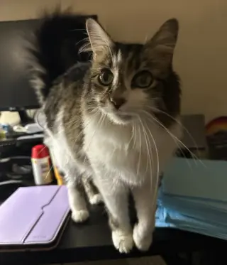 Darla