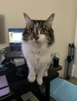 Darla