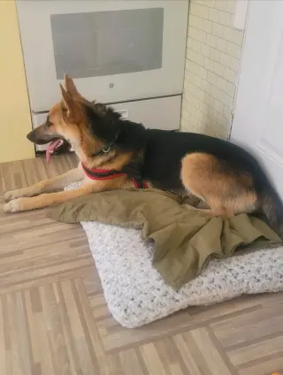 Niko (CP) - Foster or Adopt Me!