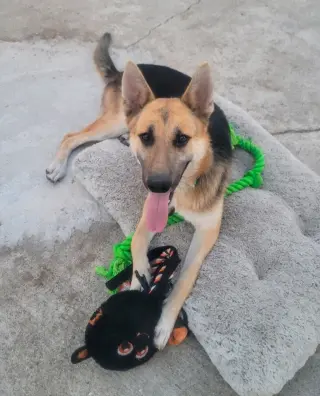 Niko (CP) - Foster or Adopt Me!