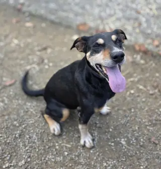 Rocket