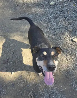 Rocket