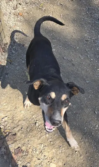 Rocket