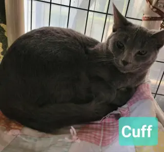 Cuff