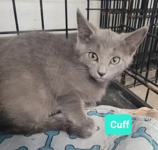 Cuff