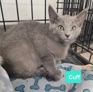 Cuff