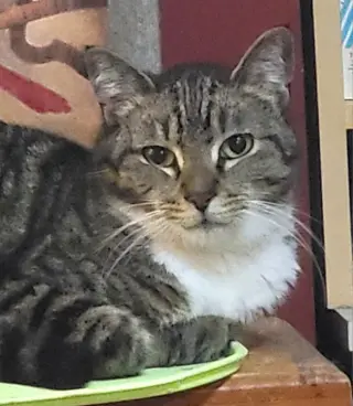 Desdemona