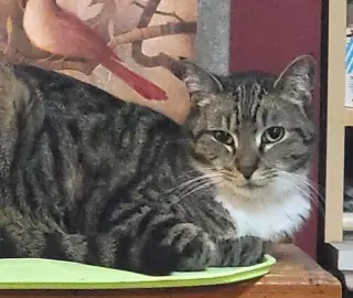 Desdemona