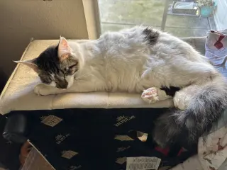 Prince Charming (Napa Petco)